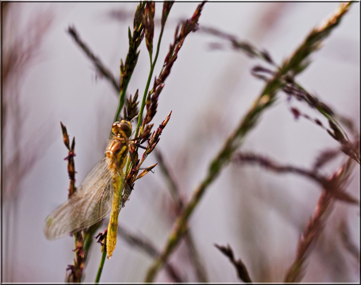 -libellule-sur-branche.jpg