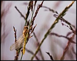 -libellule-sur-branche.jpg