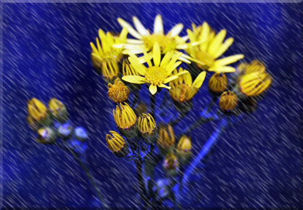 -flurs-jaunes-fond-bleu.jpg