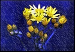 -flurs-jaunes-fond-bleu.jpg