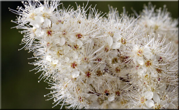 -fleurs-blanches.jpg