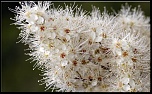 -fleurs-blanches.jpg