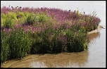 -plantes-et-eau.jpg