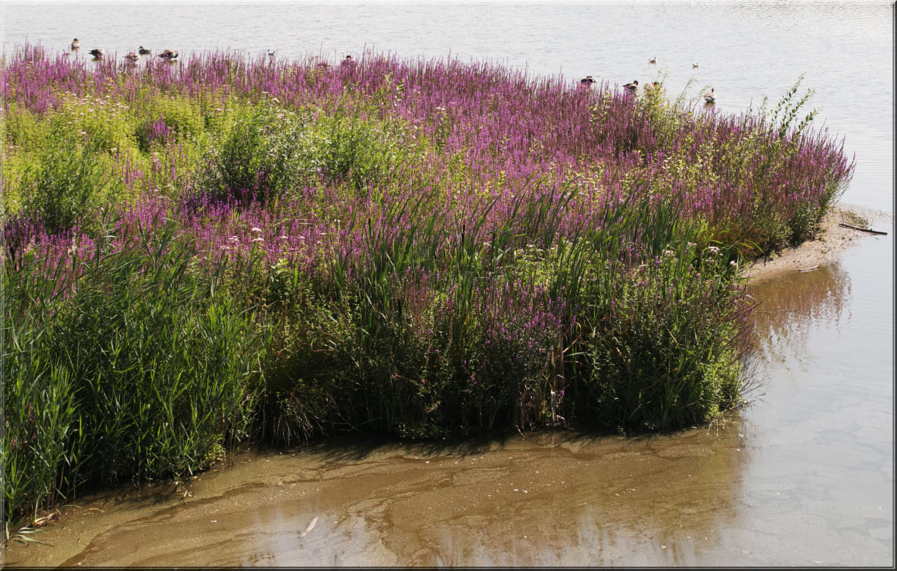 -plantes-et-eau.jpg