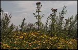 -massif-fleurs.jpg