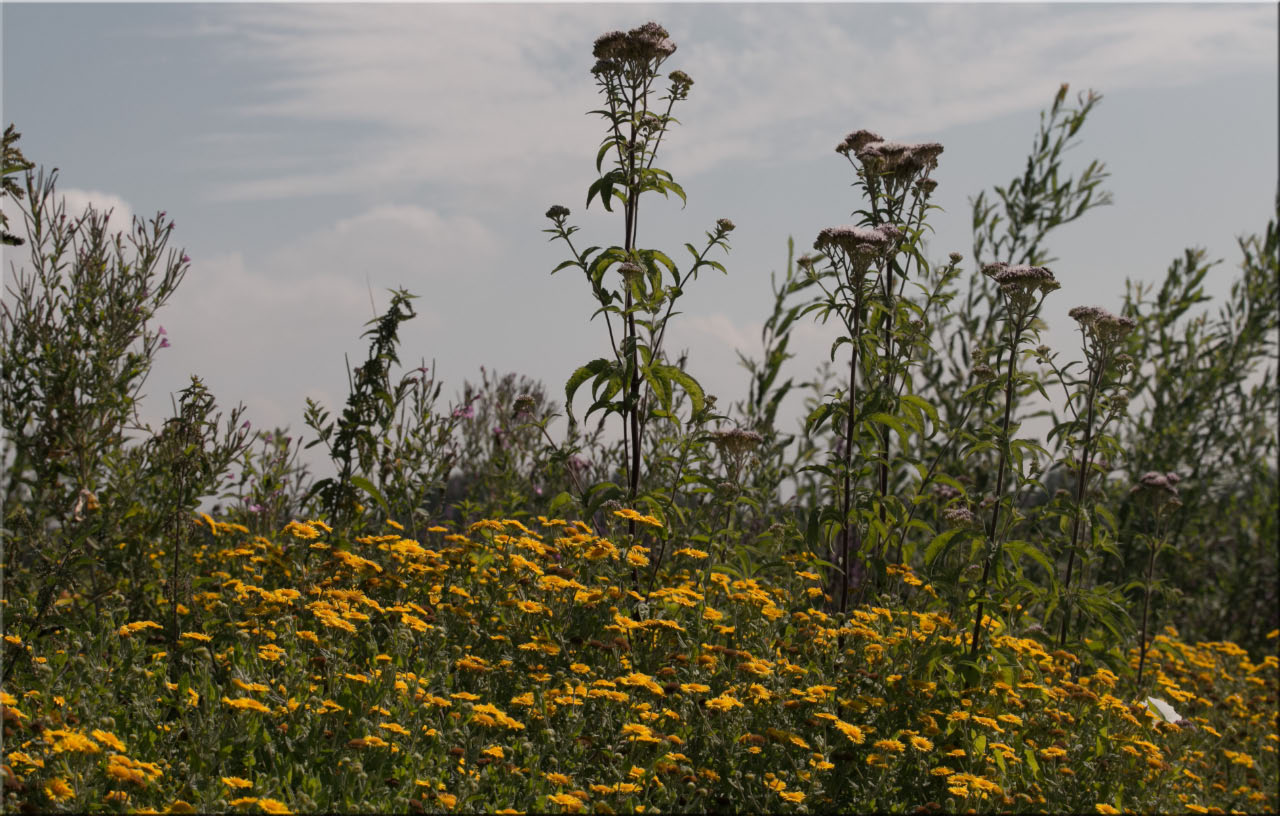 -massif-fleurs.jpg
