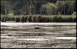 -heron-et-oiseaux.jpg
