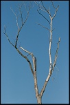 -arbre-mort.jpg