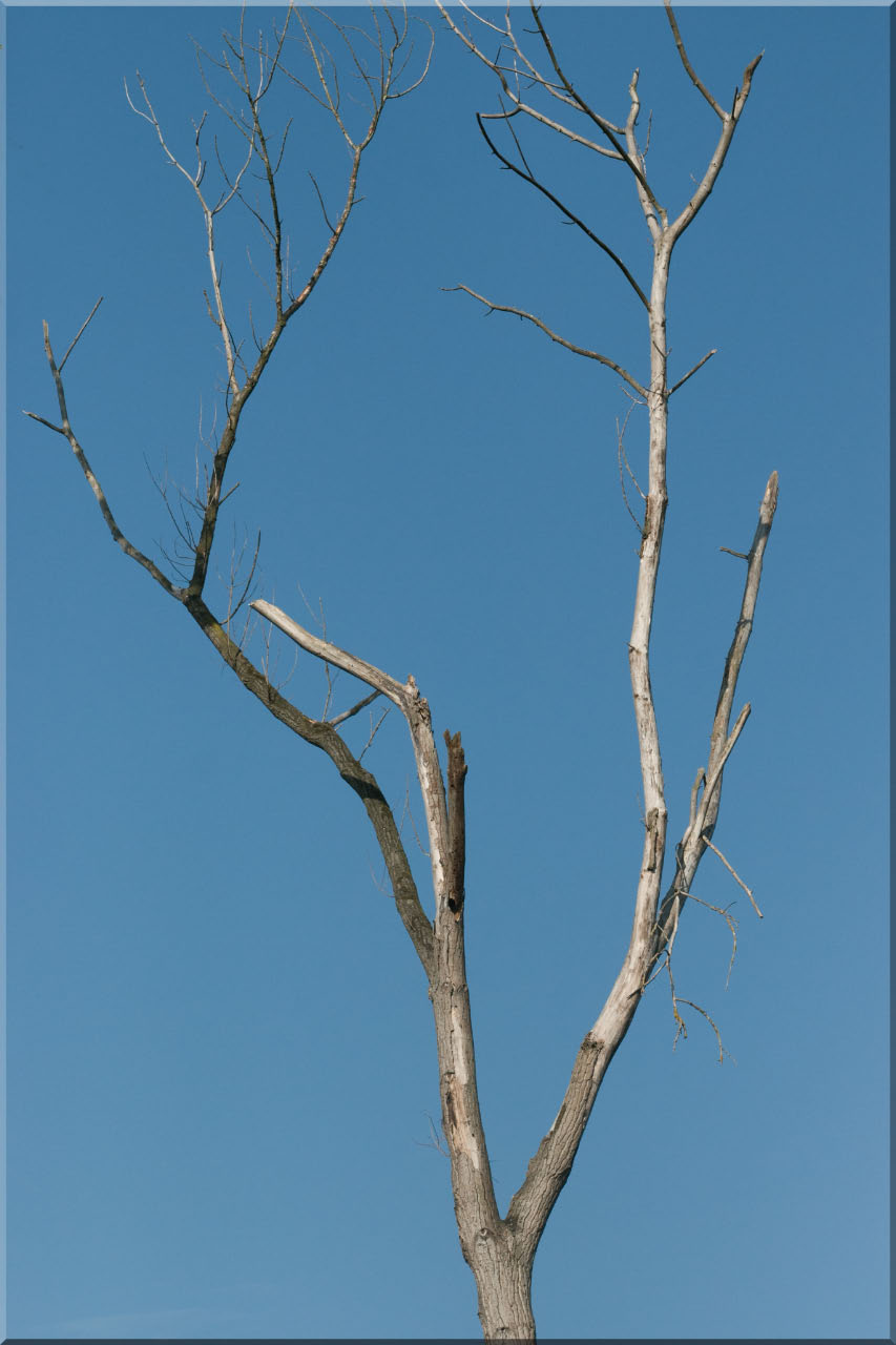 -arbre-mort.jpg