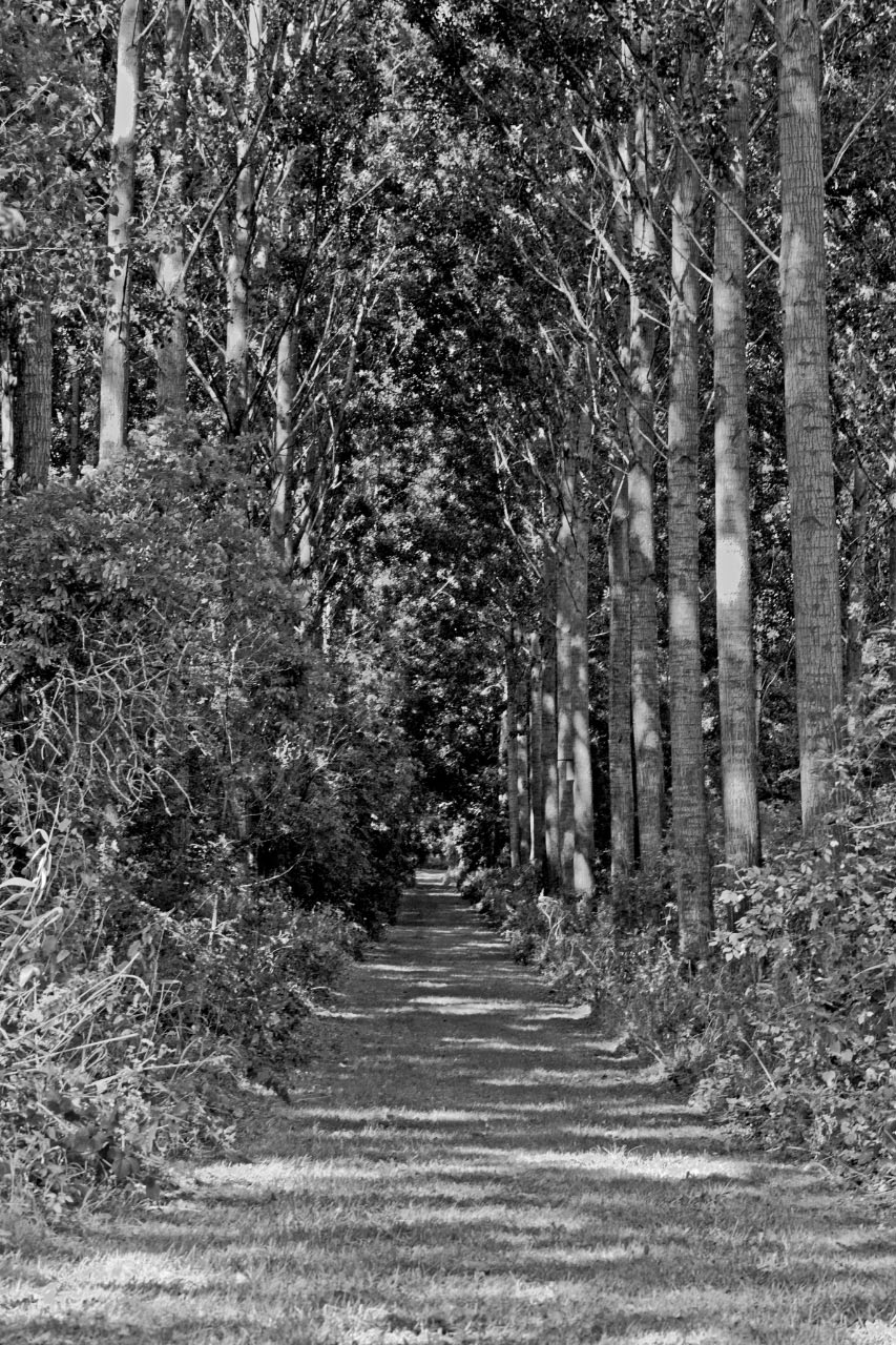 -allee-noir-et-blanc.jpg