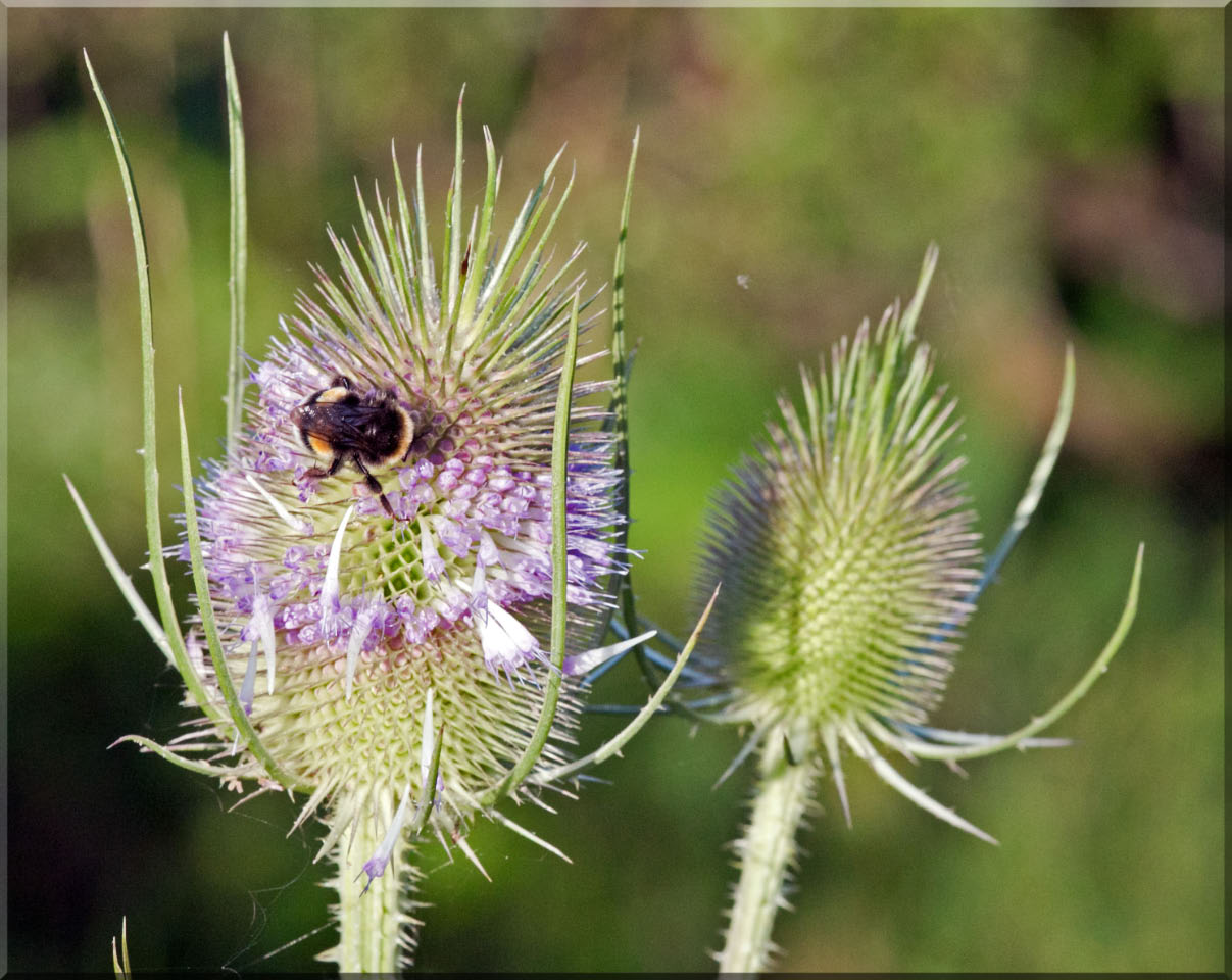 -bourdon-fleur.jpg