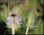 -bourdon-fleur.jpg