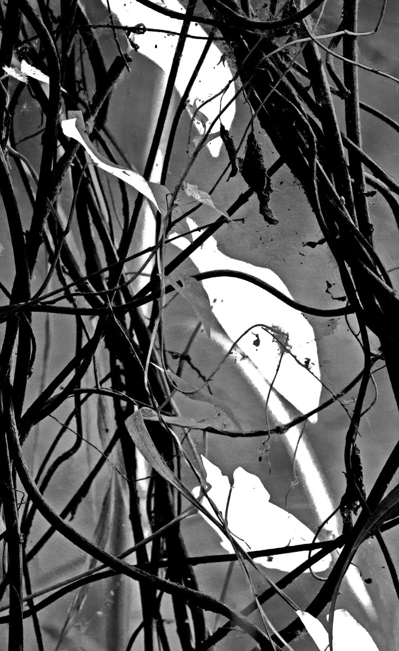 -branches-sur-fond.jpg