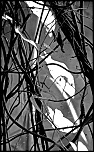 -branches-sur-fond.jpg