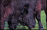 -combat-de-vaches.jpg