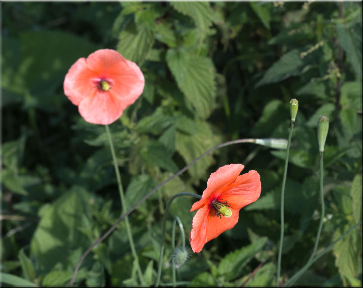 -deux-coquelicots.jpg