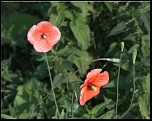 -deux-coquelicots.jpg