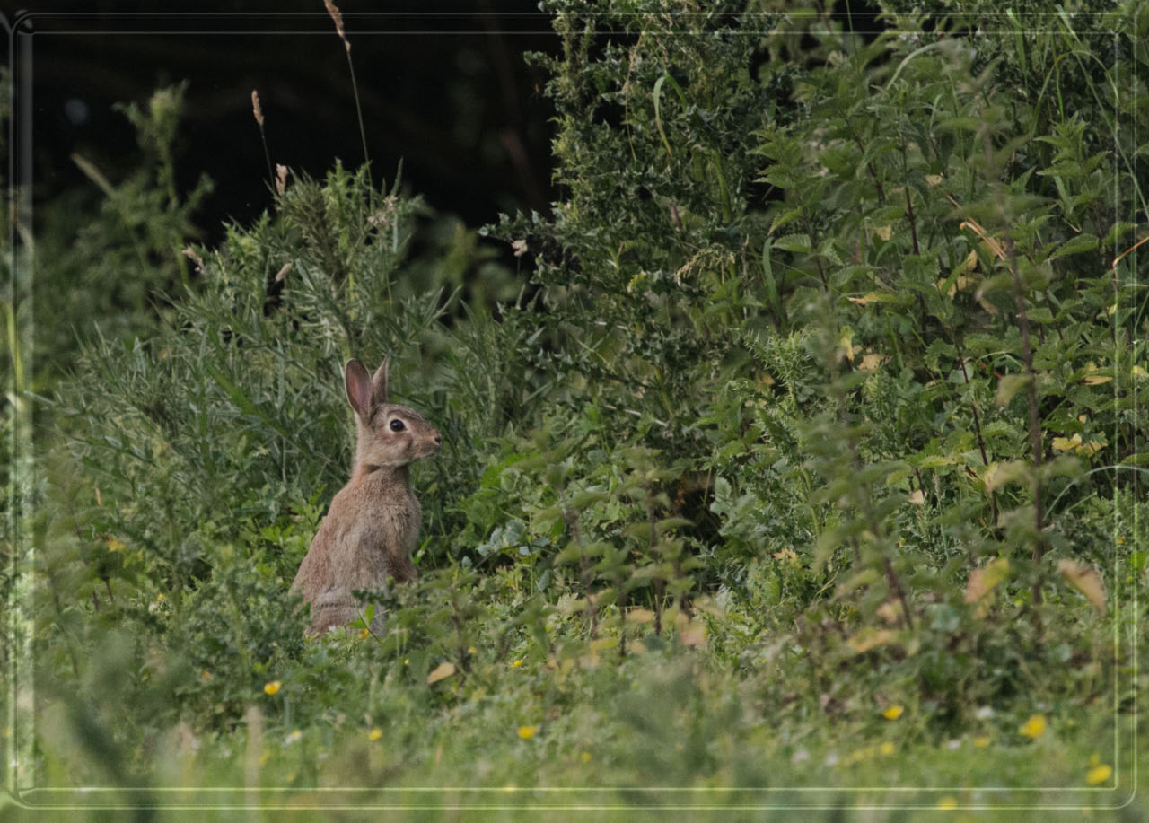 -lapin-brun-debout.jpg