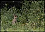 -lapin-brun-debout.jpg