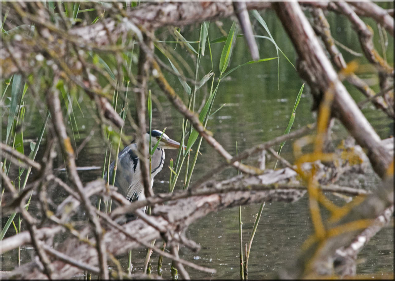 -le-heron-cache.jpg