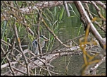 -le-heron-cache.jpg