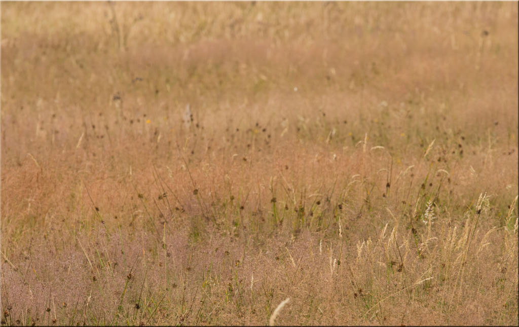 -couleurs-et-prairie.jpg