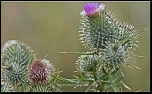-gouttelettes-et-chardon.jpg
