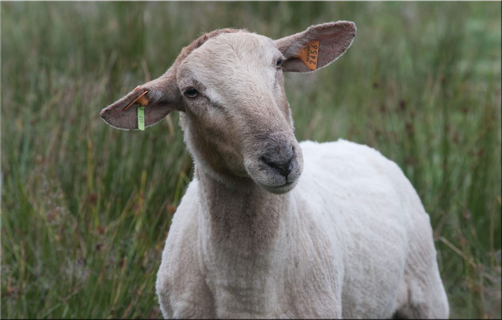 -le-mouton.jpg
