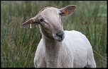 -le-mouton.jpg