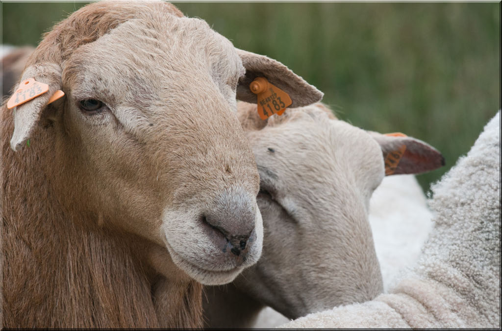 -mouton-brun.jpg