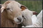 -mouton-brun.jpg
