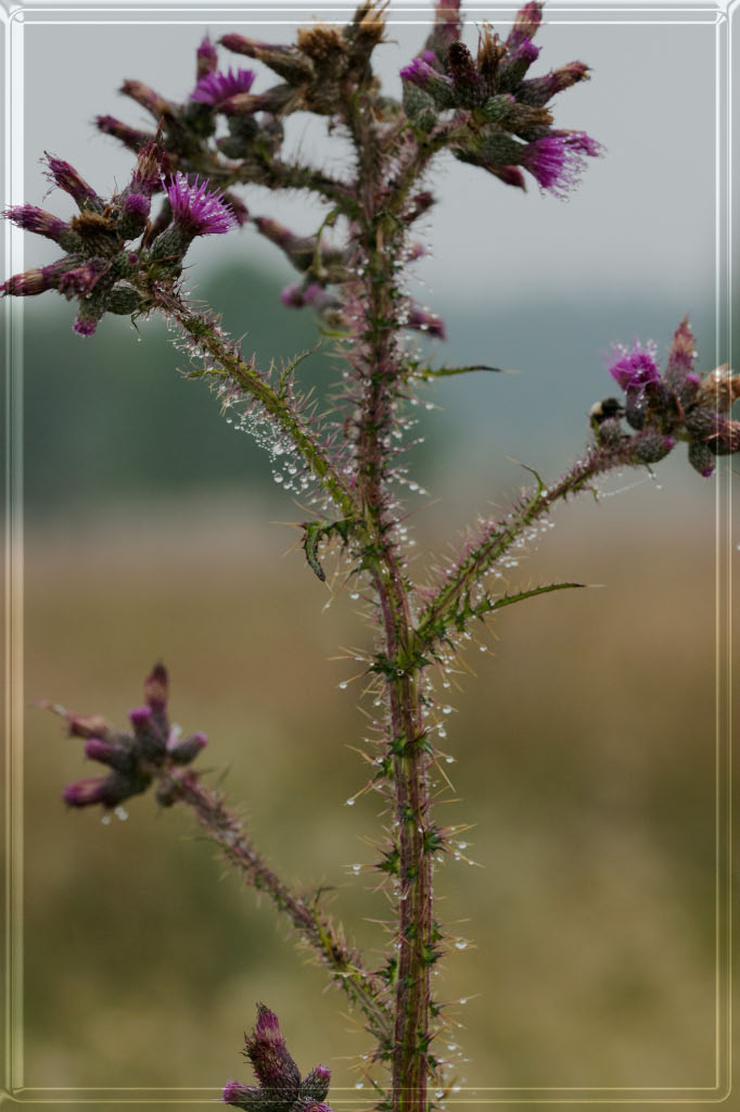 -perles-deau-sur-chardon.jpg