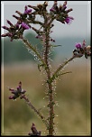 -perles-deau-sur-chardon.jpg