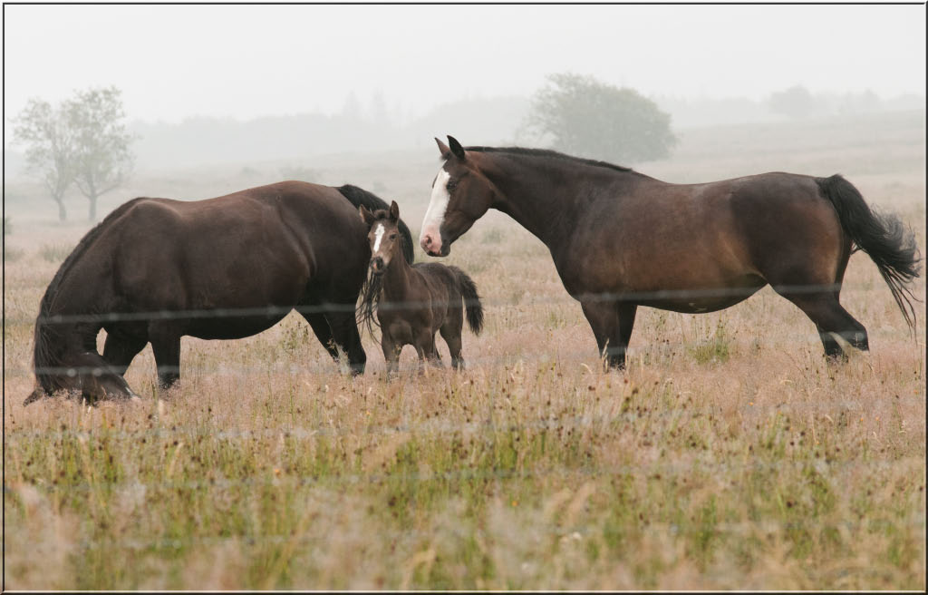 -trois-chevaux.jpg