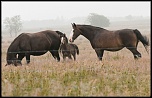 -trois-chevaux.jpg