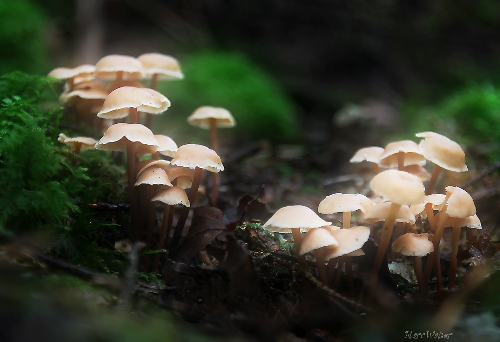 -img_2135-1.jpg