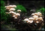 -img_2135-1.jpg