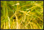 Les 10 derniers post du forum sur votre site-insecte2.png
