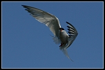 Faune