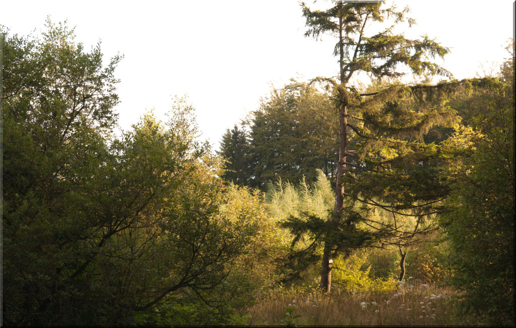 Joyeux anniversaire LCL2000-paysage-hoegne.jpg