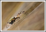 Les 10 derniers post du forum sur votre site-img_6470.jpg