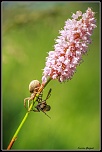Des conseils...-img_5376-2-bordermaker.jpg