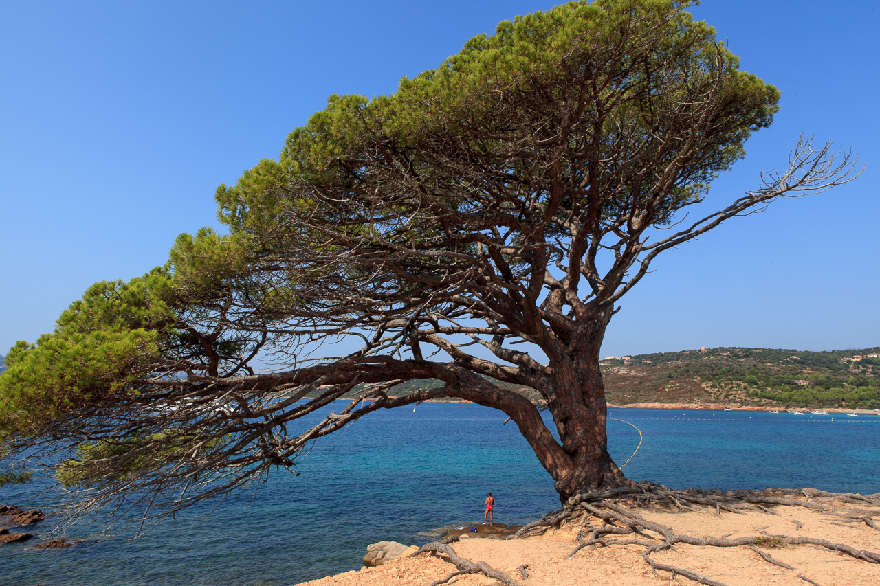 palombaggia arbre
