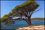 palombaggia arbre