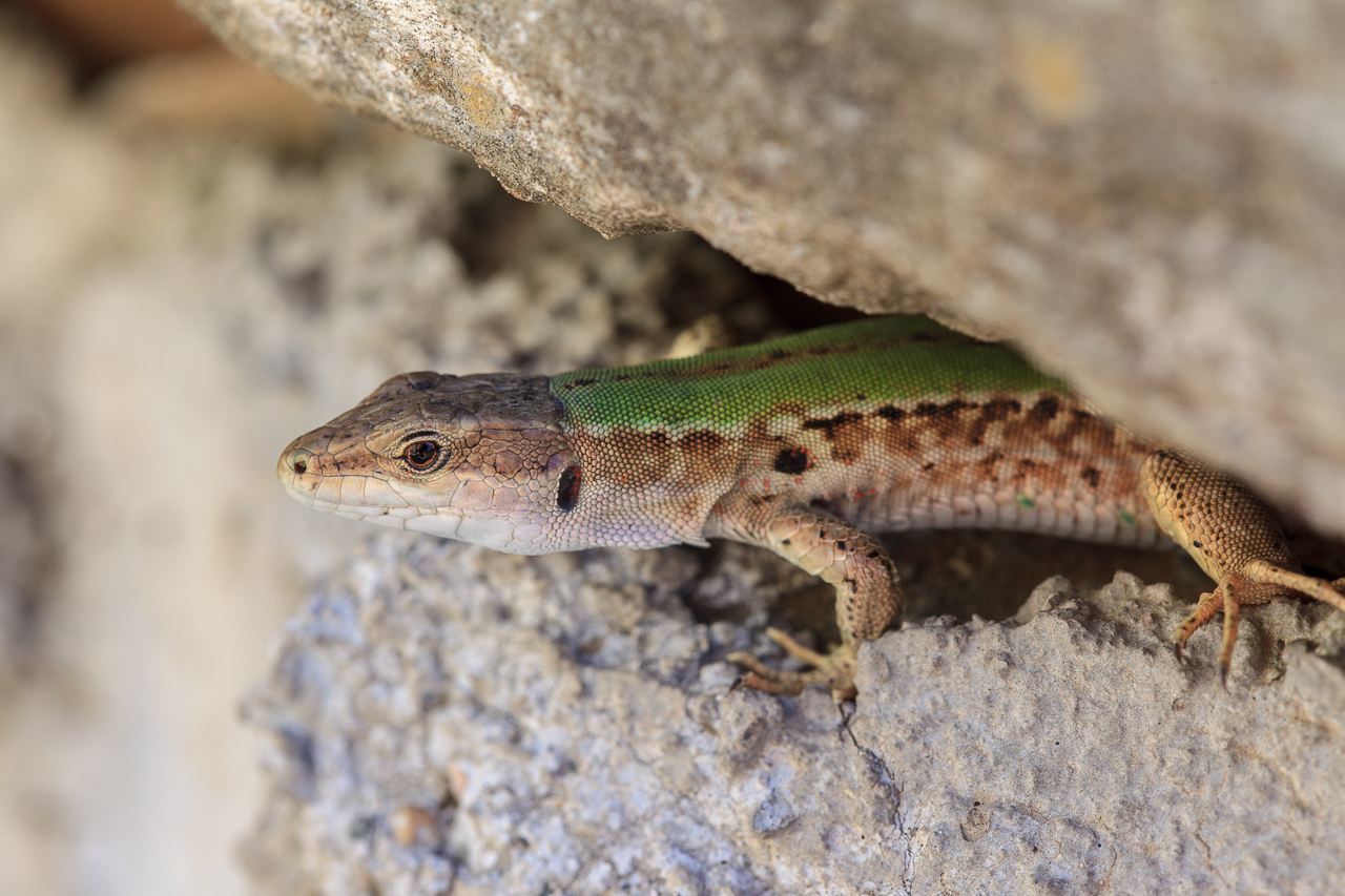 podarcis siculus