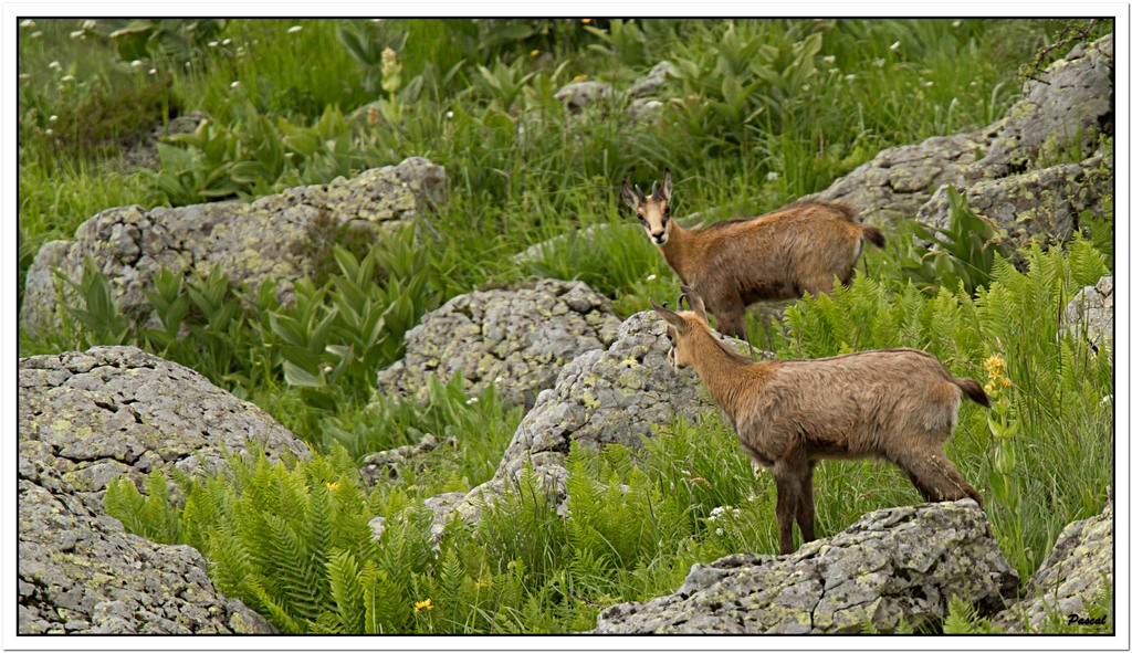 -chamois-le-fau-1-sur-1-3rec-2-.jpg