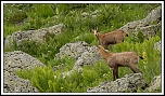 -chamois-le-fau-1-sur-1-3rec-2-.jpg