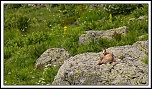 -chamois-le-fau-1-sur-1-3rec-4-.jpg