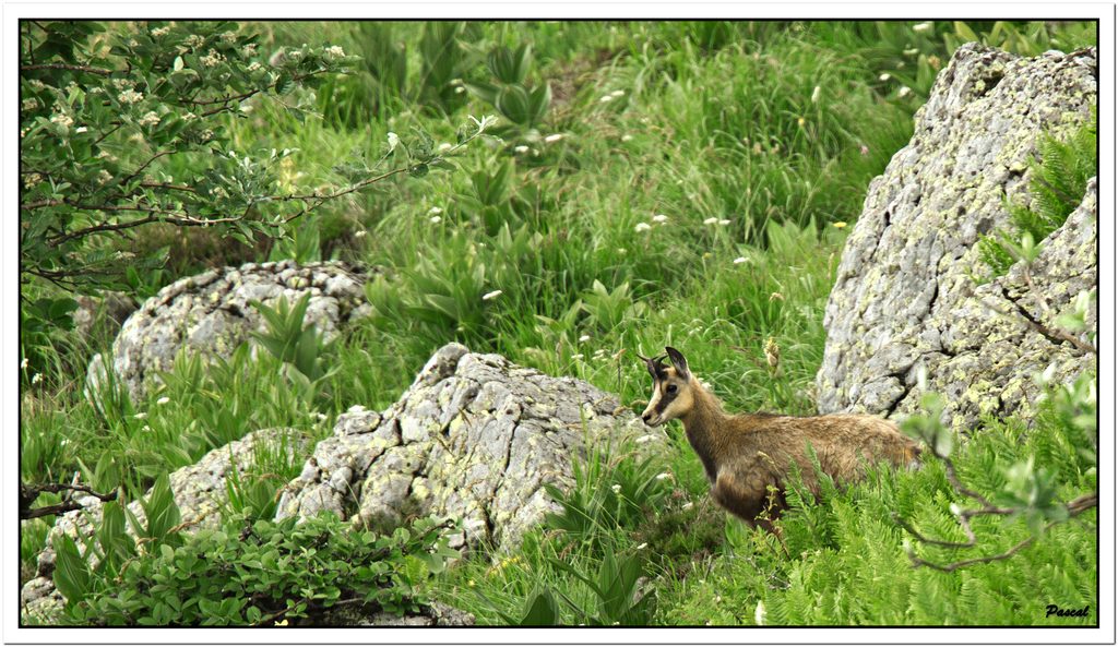-chamois-le-fau-1-sur-1-3rec-1-.jpg
