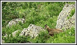 -chamois-le-fau-1-sur-1-3rec-1-.jpg